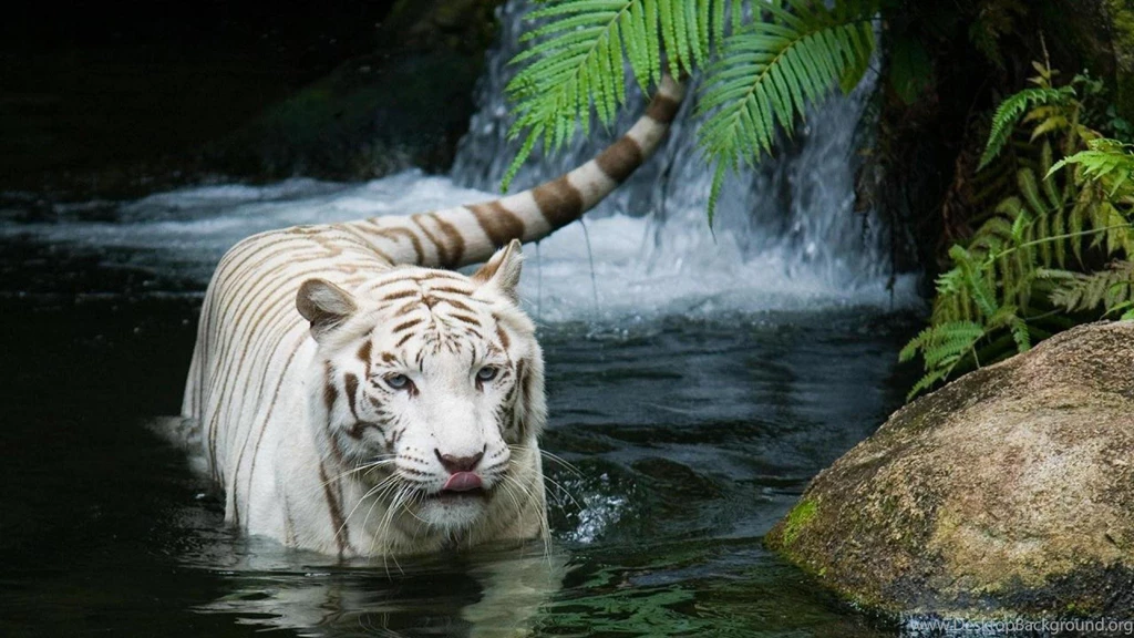 White Tiger Wallpapers High Definition Wallpapers P Your Top HD ...