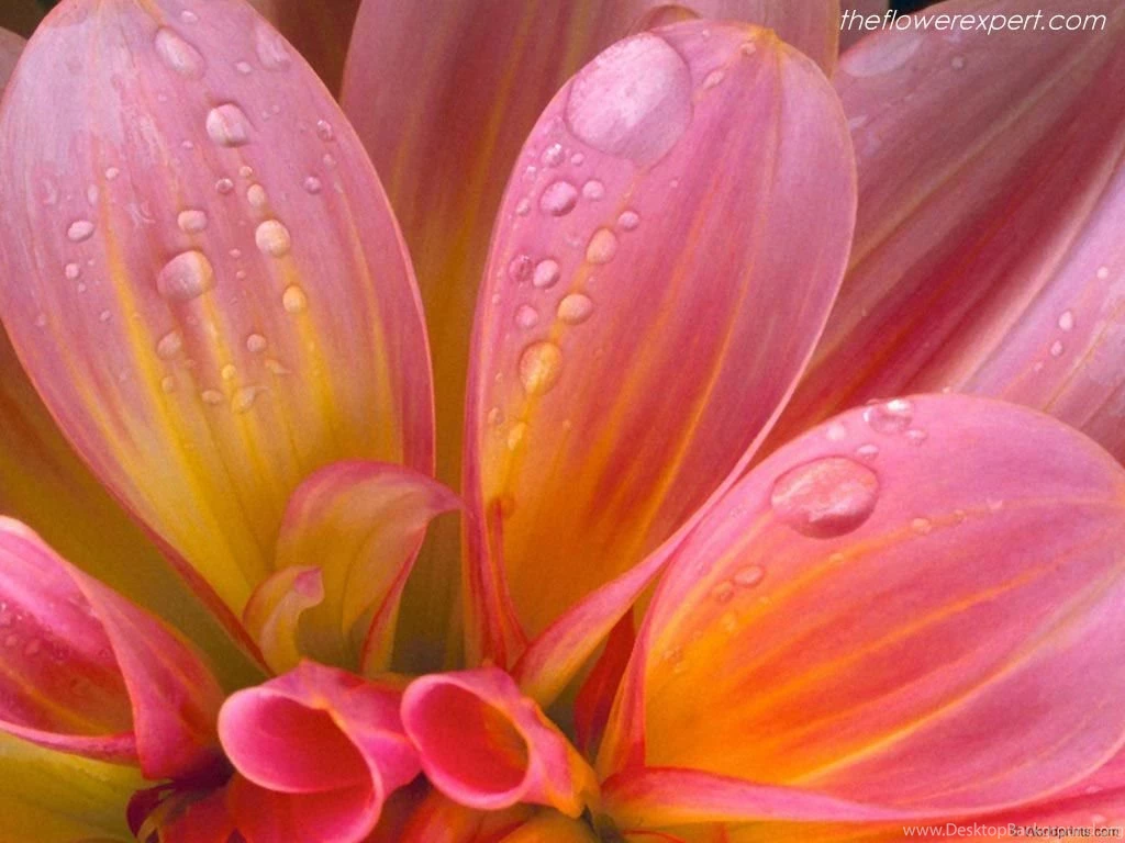 Exclusive Wallpapers On Beautiful Flowers The Flower Expert