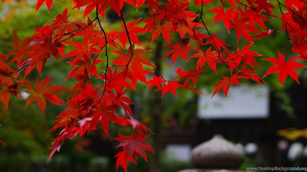 Red Fall Leaves Wallpapers Widescreen