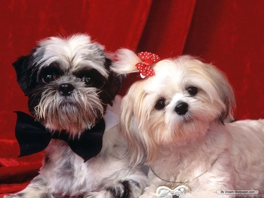 Dogs Wallpaper, Dog Wallpapers Hemslojdsgoten