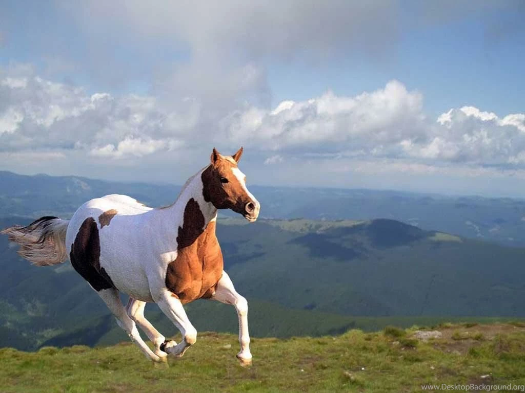 Wild Horses Running Wallpaper.