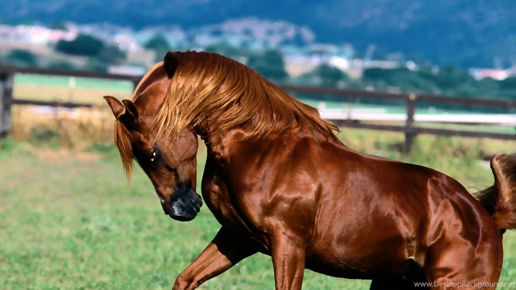 Download HD Brown Hairy Horse Mane Running In Grass Wallpapers ...