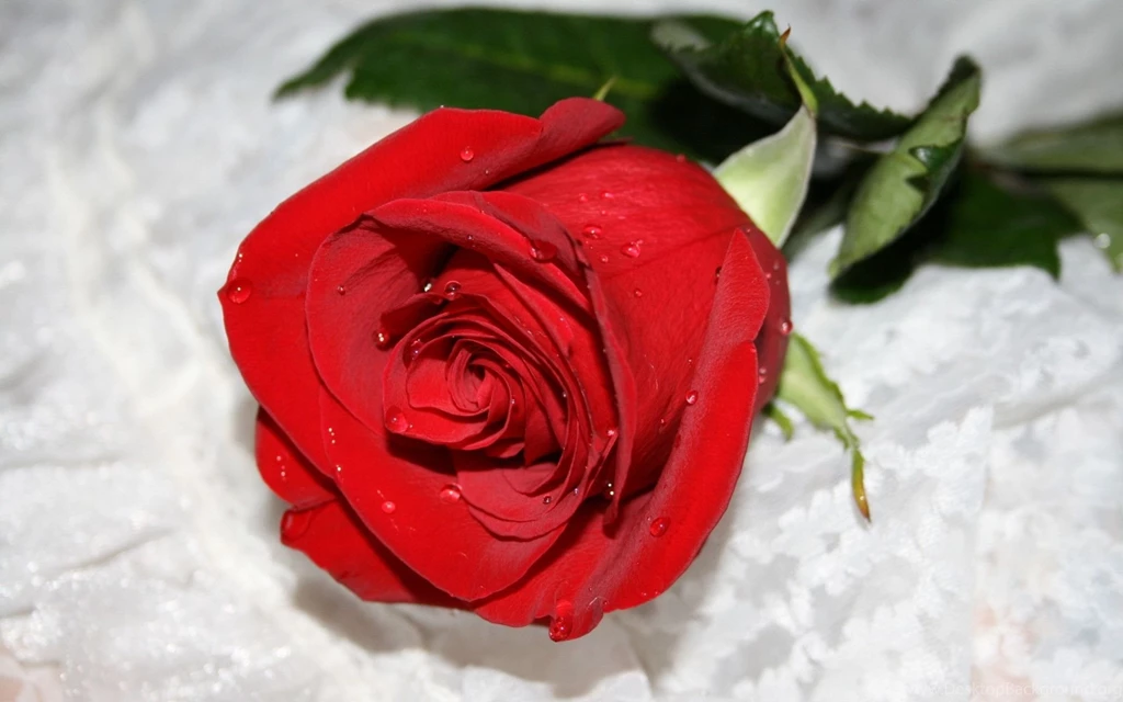 HD Rose Flower Wallpapers
