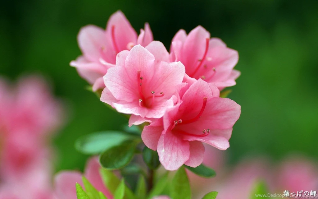 Flowers HD Wallpaper, Flowers HD Widescreen Wallpapers, Desktop ...