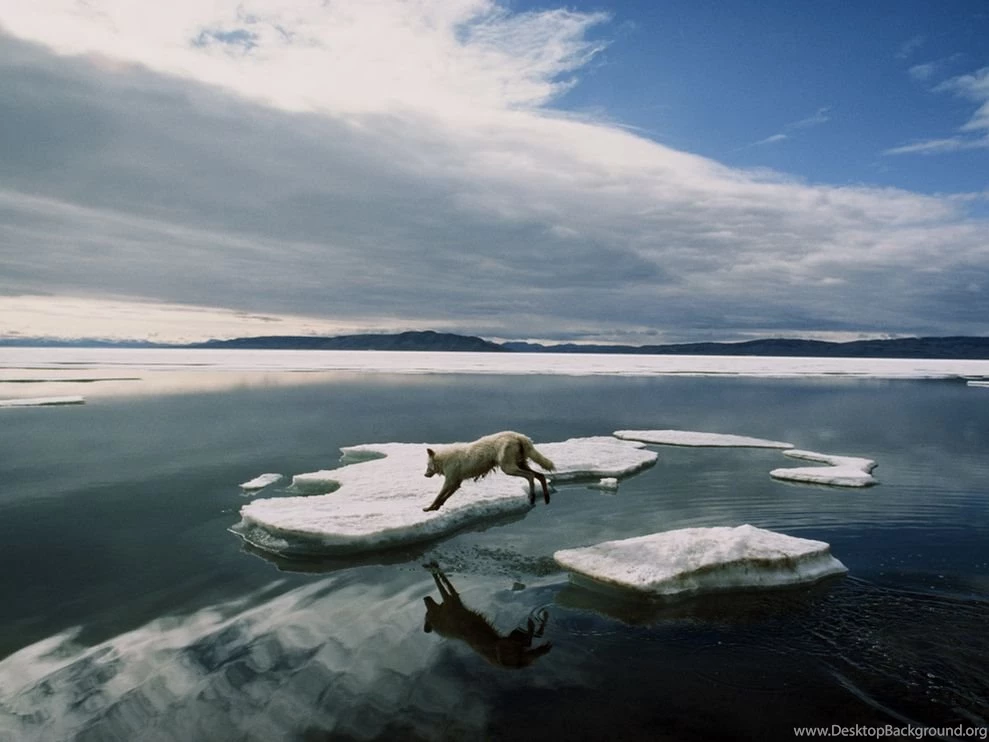 Arctic Wolf Leaping Photo, Canada Wallpapers National Geographic ...