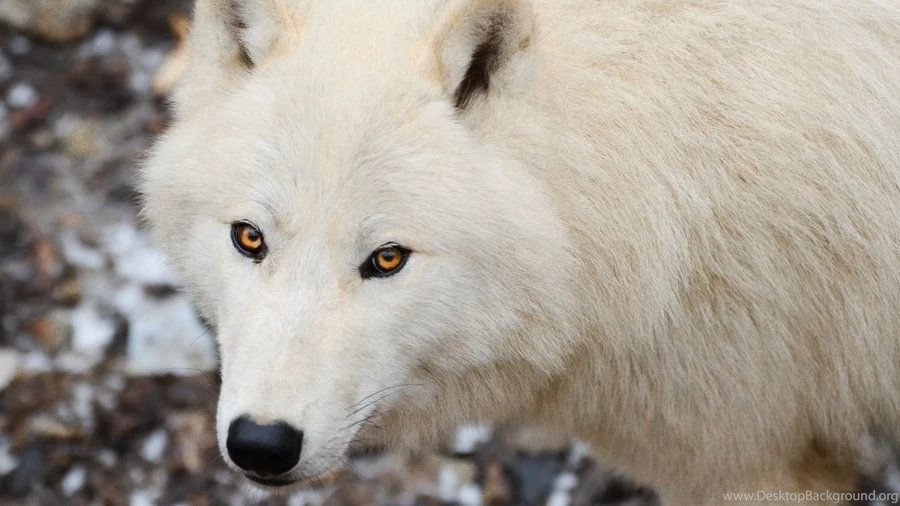 Wallpapers 1920x1080 Arctic Wolf 3 By WolfkART On DeviantArt
