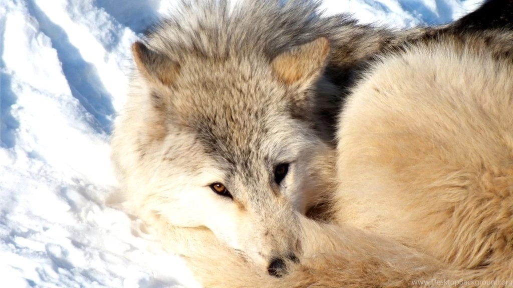 ARCTIC WOLF WALLPAPER 1280x720 By POLYVOX On DeviantArt