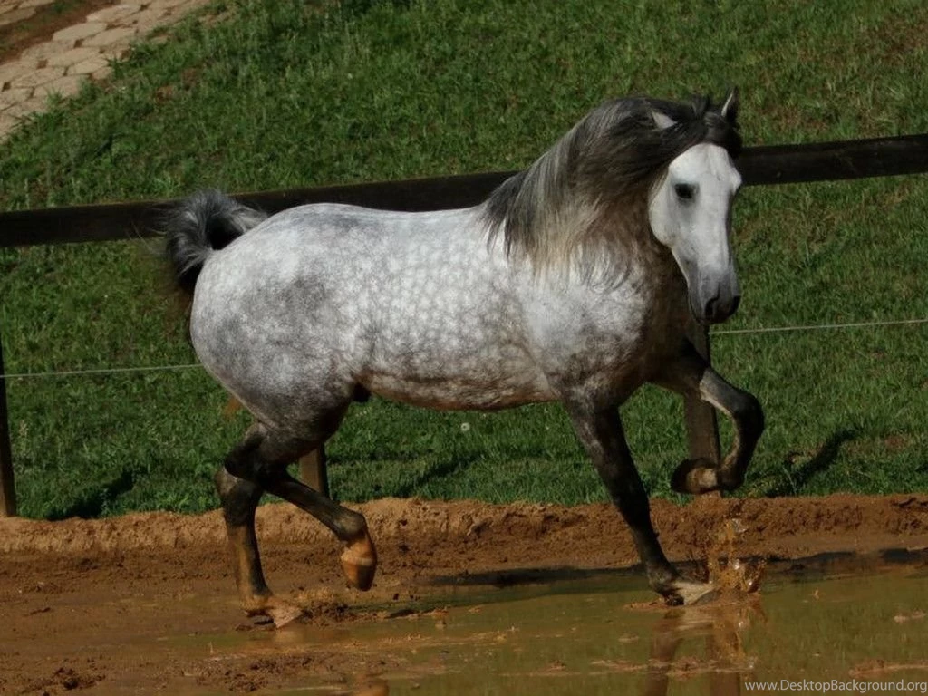 Horses Lusitano Trotting Horses Desktop Backgrounds ~ Horses For ...