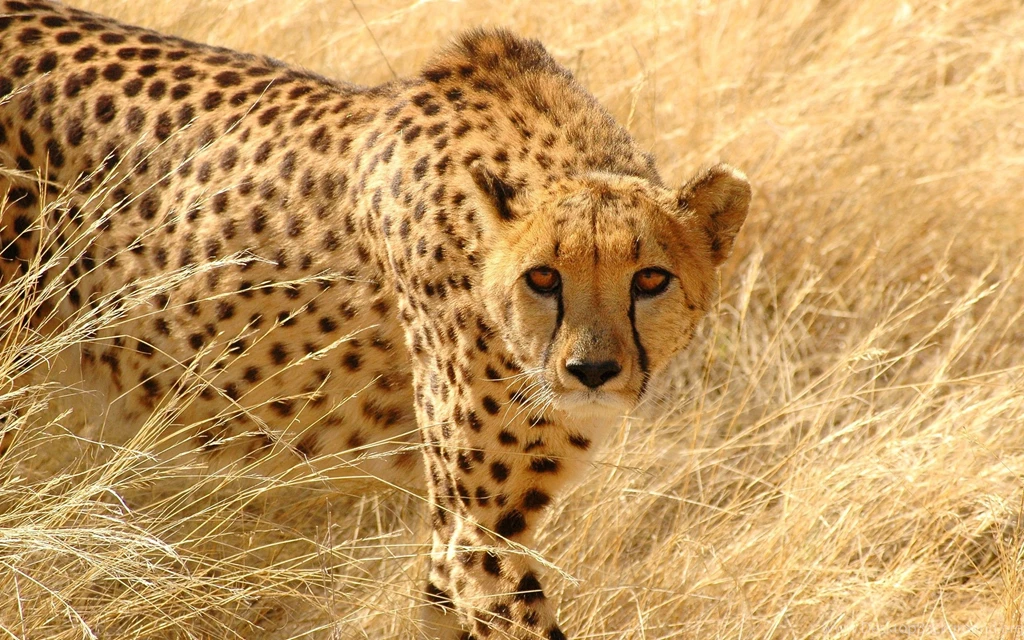 Baby Cheetah Cubs Wallpaper.