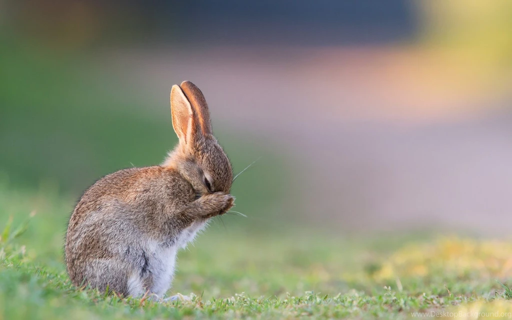 Bunny Love Wallpapers HD Download Of Cute Rabbits