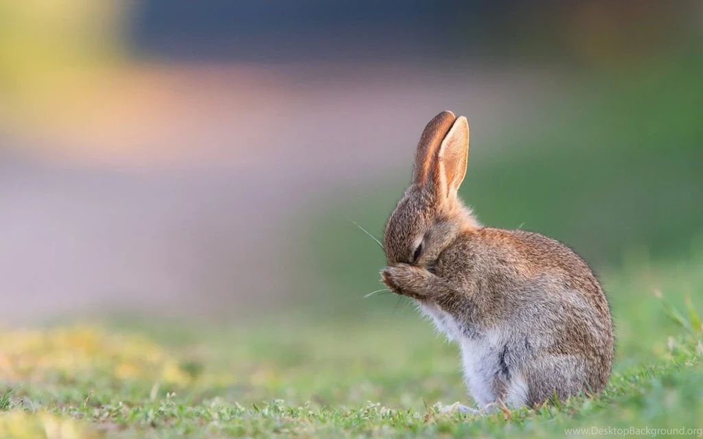 So Cute Rabbit HD1080p Wallpapers ~ LatestWallpaper99