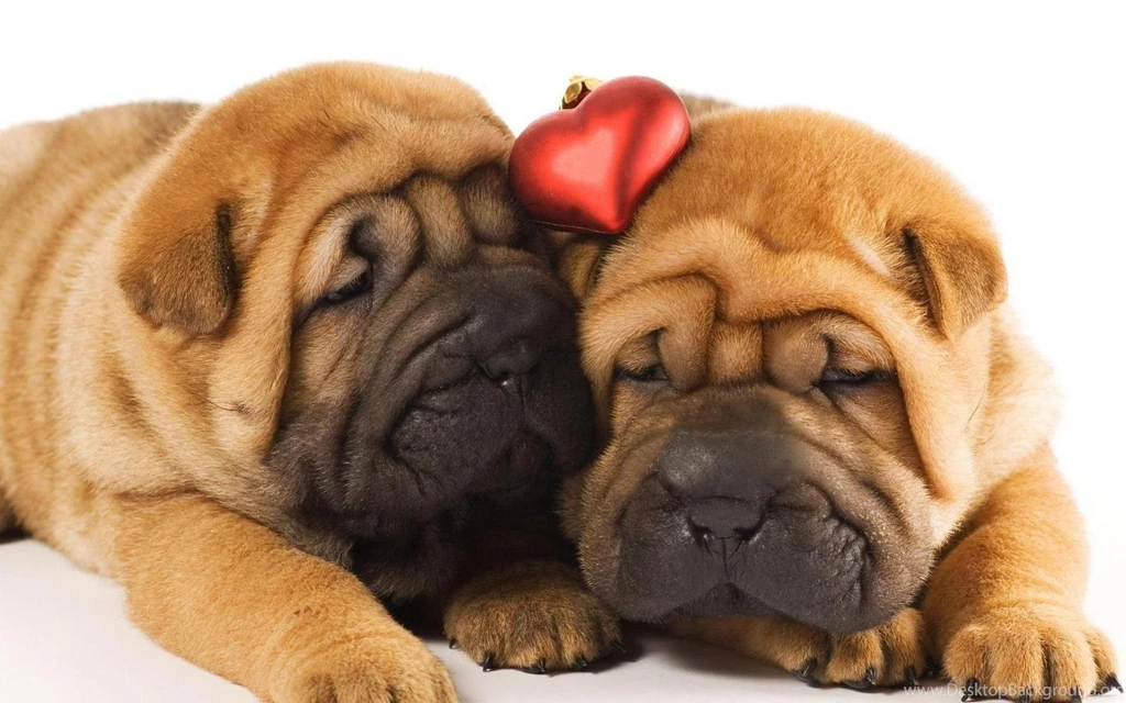Shar Pei Wallpapers HD Download
