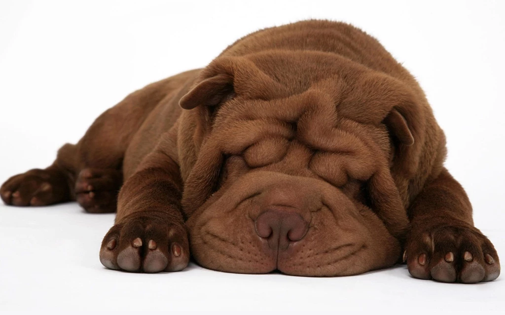 Shar Pei Snooze Wallpapers