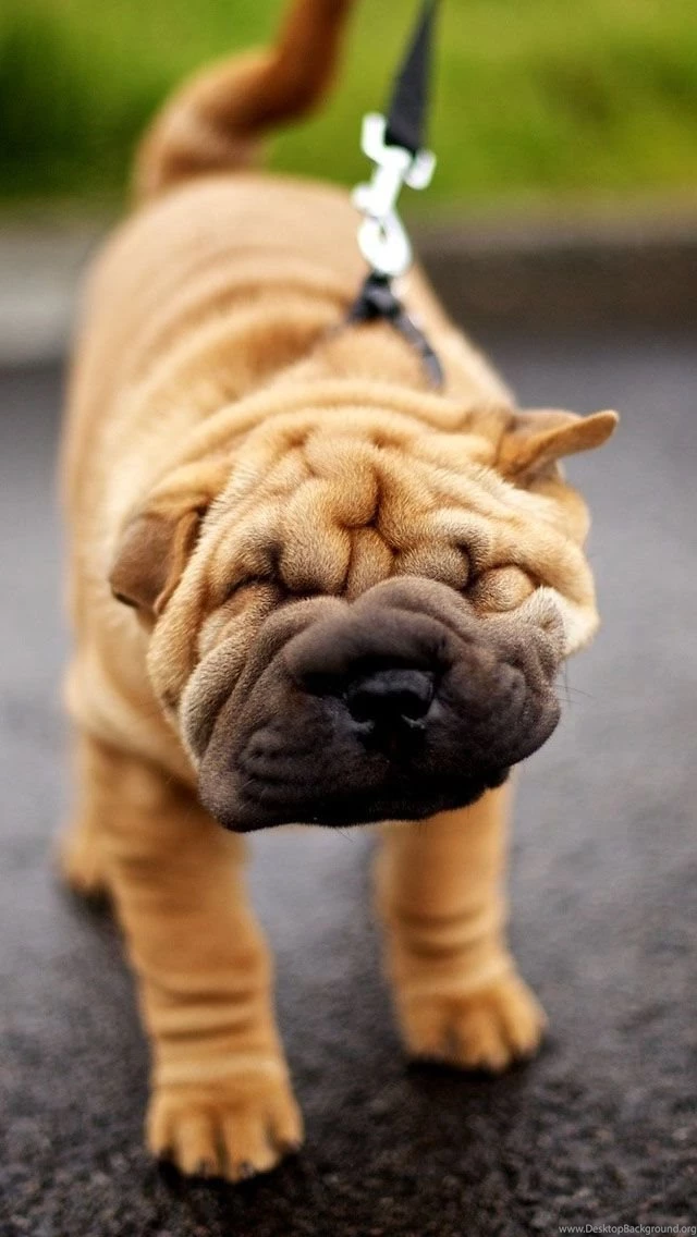 Shar Pei Dog Wallpapers Free iPhone Wallpapers