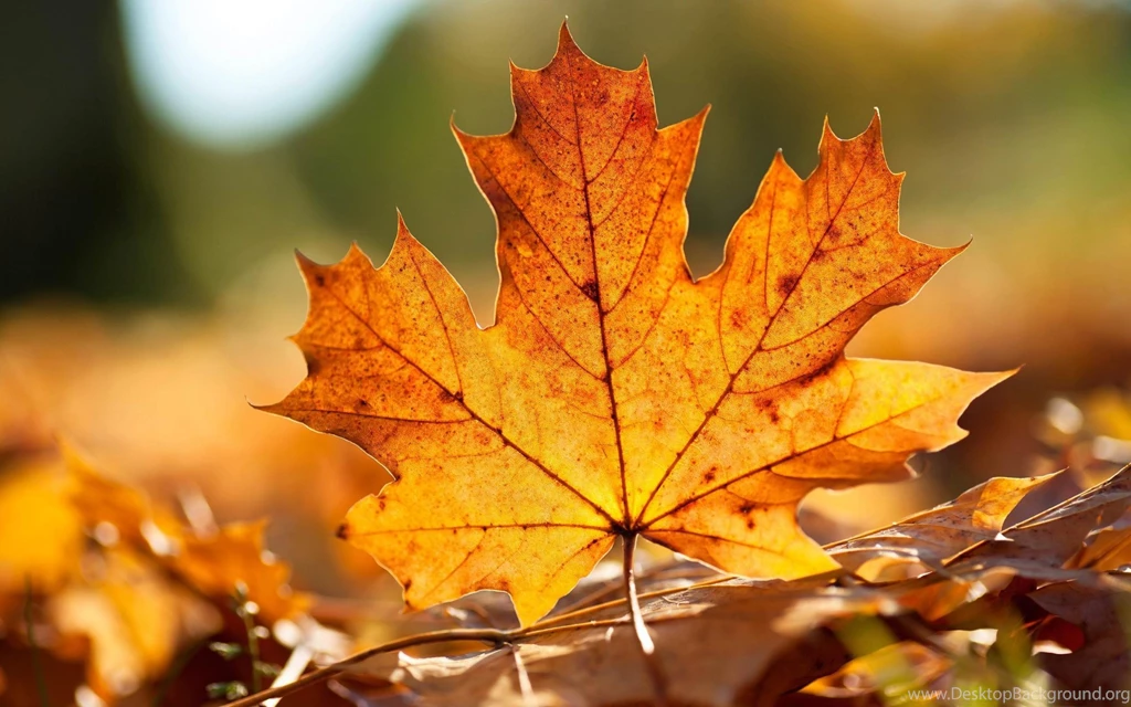 Autumn Leaf Autumn Landscape >> HD Wallpaper, Get It Now!