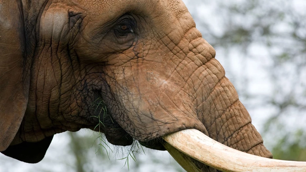 Elephant HD Wallpapers Mac Picture Face Image