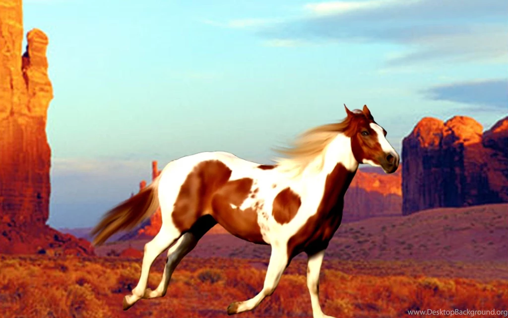 Paint Horse Wallpapers , New Wallpapers, New Wallpapers