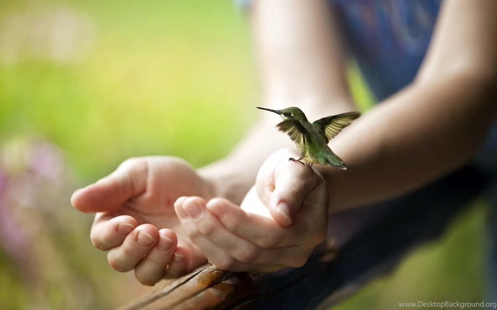 Hummingbird Computer Wallpapers, Desktop Backgrounds