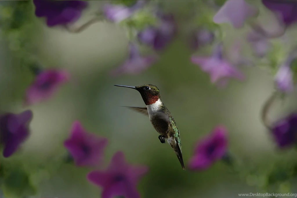 Natural, Hummingbirds, Purple, Delphinium, Flowers, Photo, Backgrounds