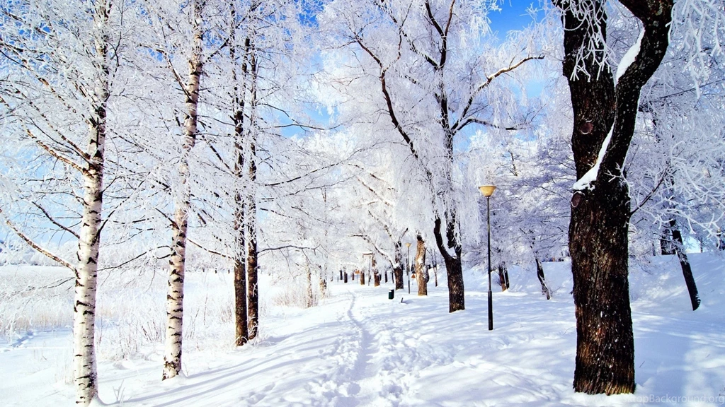 Download Wallpapers 2560x1440 Trail, Trees, Snow, Frost, Day ...