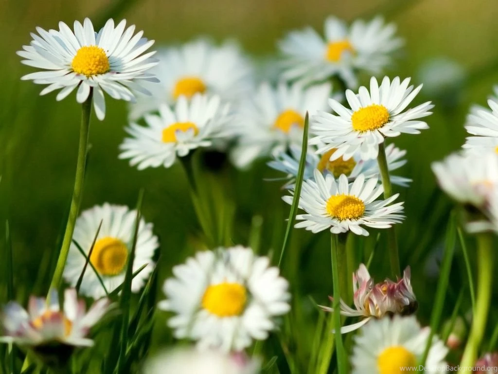 Spring flower free wallpaper.jpg