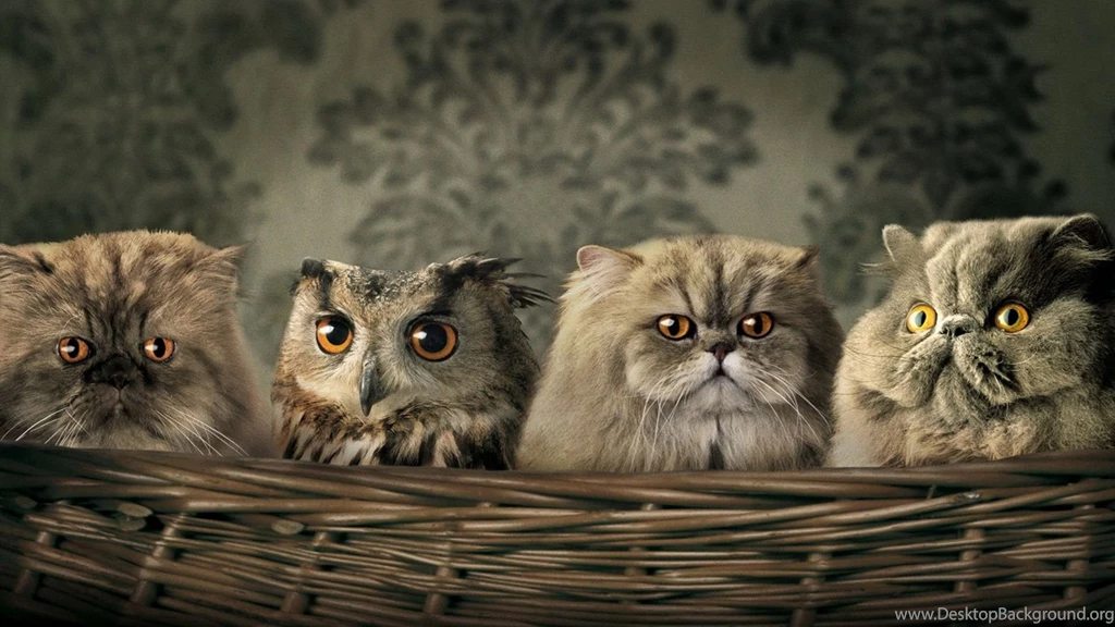 Funny Animals Desktop Backgrounds HD 1920x1080