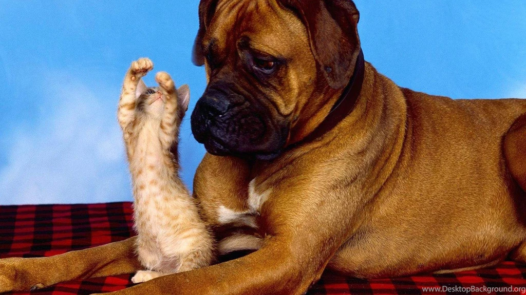 Funny Animals Wallpapers 2 Cool Wallpapers Funnypicture.org