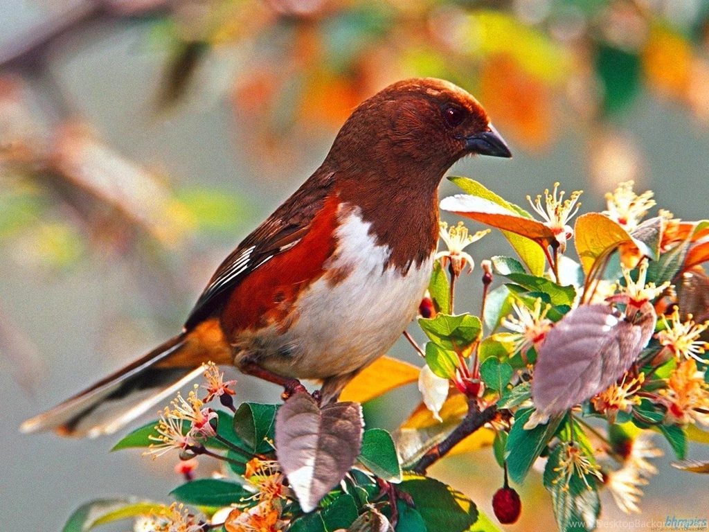 Birds wallpaper hd for pc download.jpg
