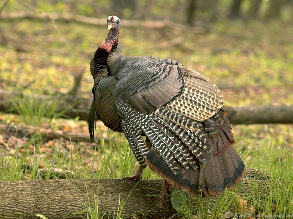 Desktop Wallpapers · Gallery · Animals · The Turkey