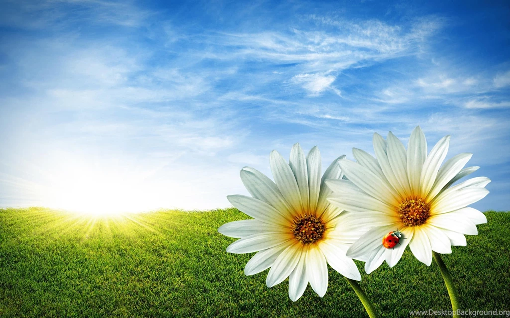 Flower Background Images And Wallpapers Download