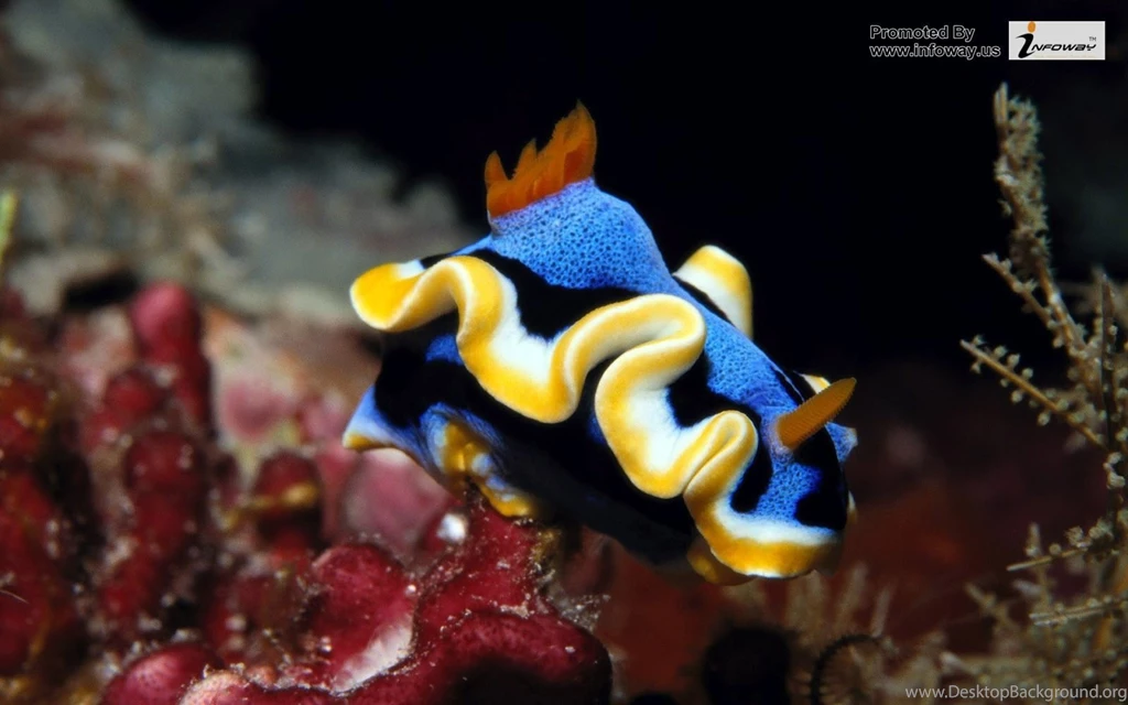 Ocean HD Fish Photo 56 Of 272