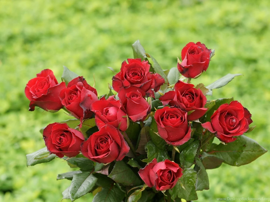 Rose Wallpapers Beautiful Roses Bouquets
