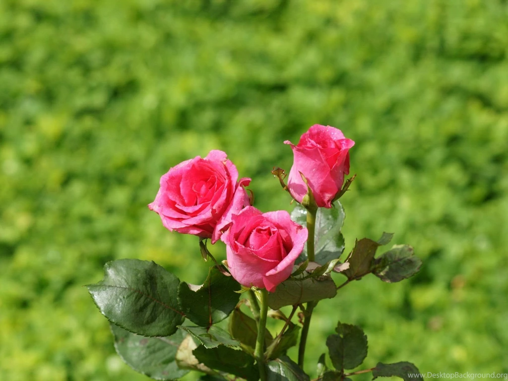 Rose Wallpapers Beautiful Roses Bouquets