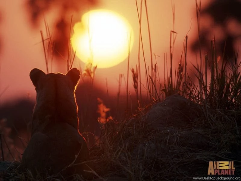Lion Wallpapers The Animal Kingdom Wallpapers (3187462) Fanpop