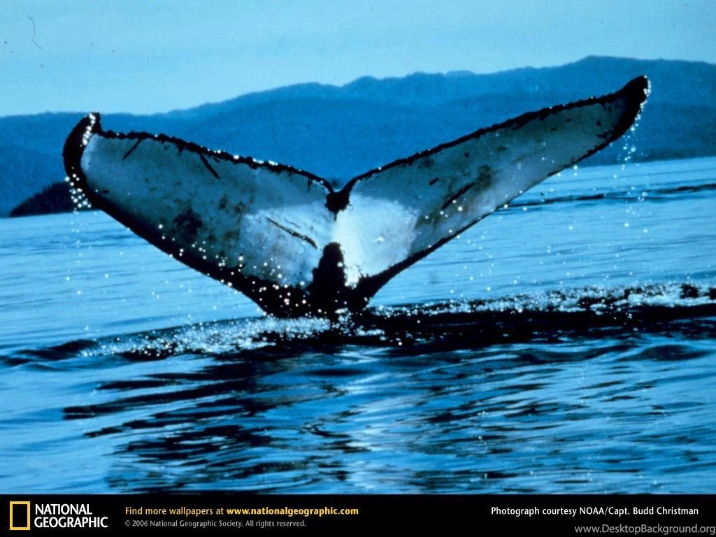 Hump Back Whale Humpback Whales Wallpapers (32310758) Fanpop