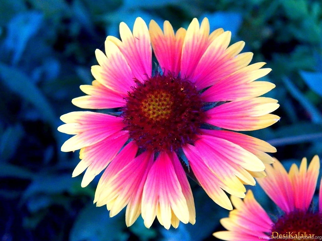 Pretty Flowers Wallpapers Desktop Backgrounds