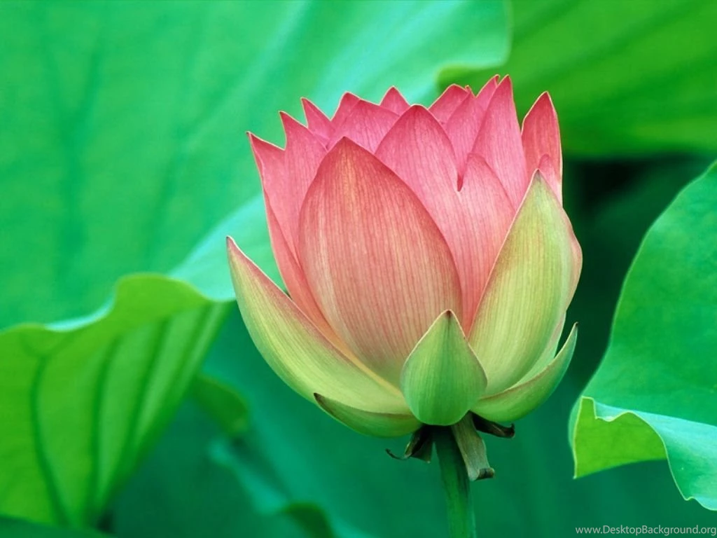 Flower Wallpapers Desktop Wallpapers Cave