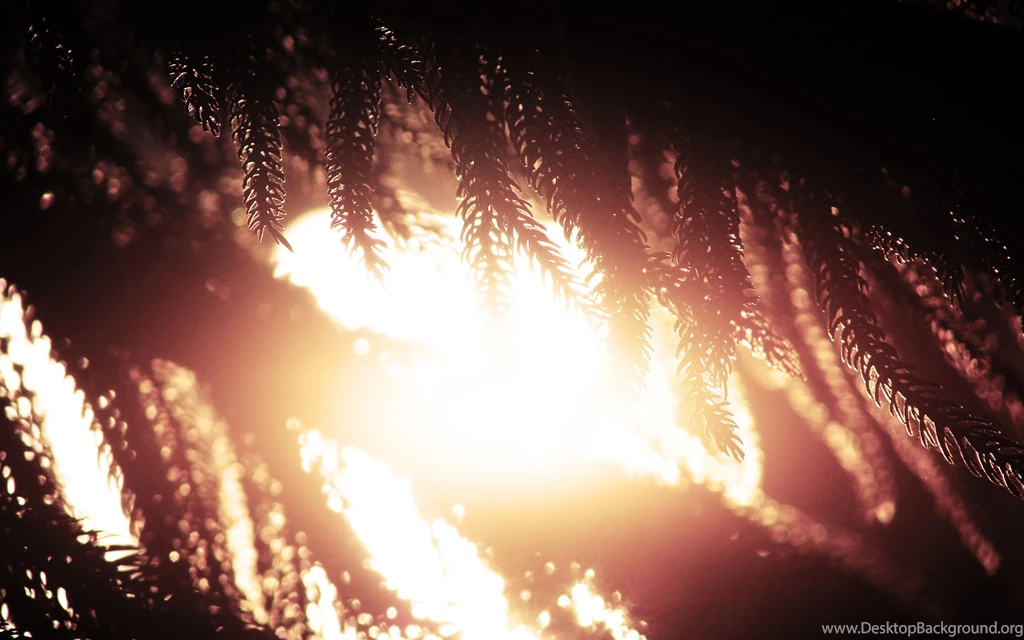 Silhouettes In The Sun Wallpapers