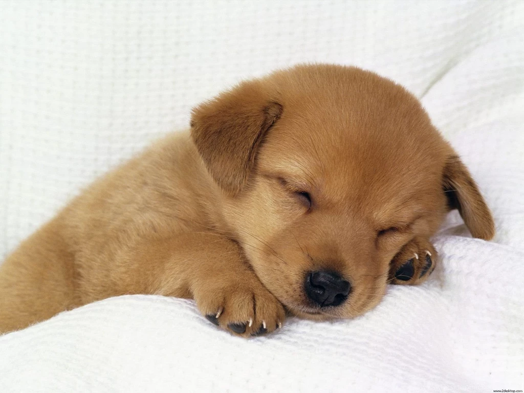 Free Puppies Asleep Cell Phone Wallpapers M5x.eu