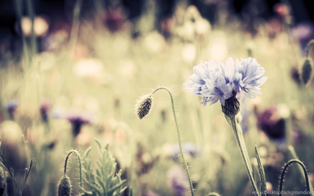 Vintage Flower Wallpapers 2015 Grasscloth Wallpapers