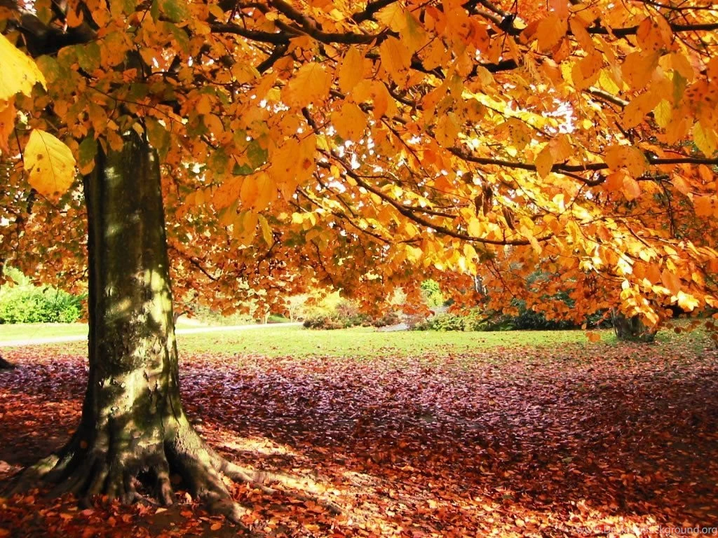 Autumn Backgrounds HD Wallpapers Desktop Background