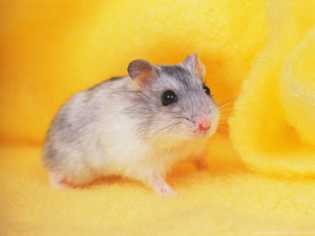 Hamster wallpapers.jpg