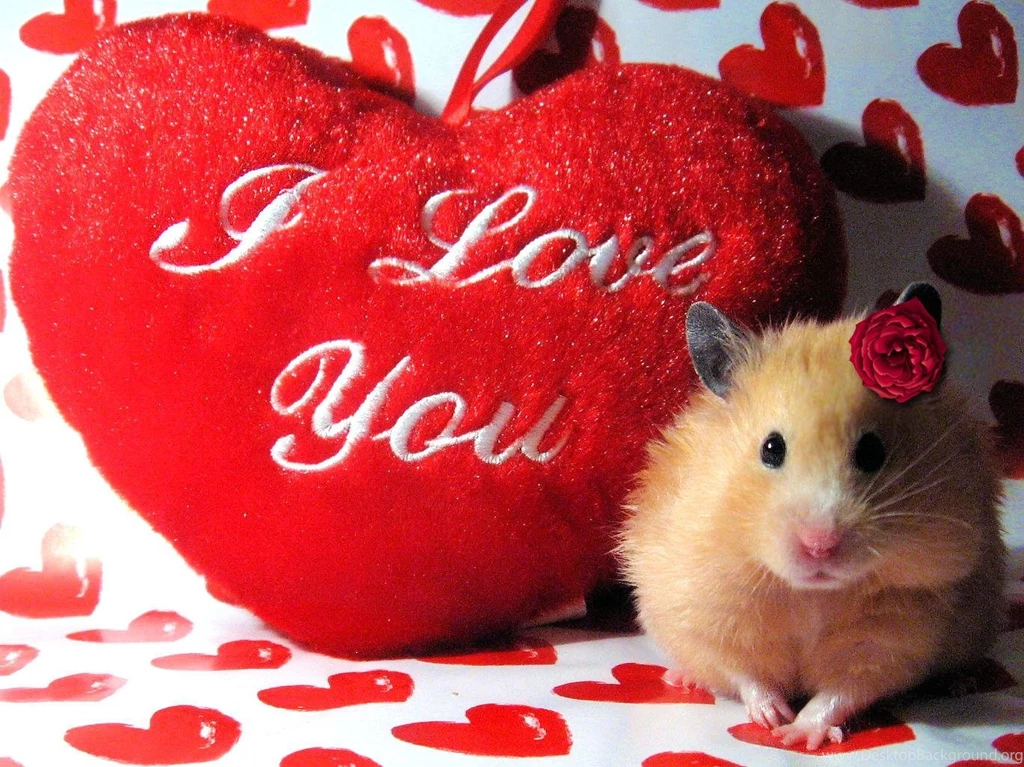 Valentine Hamster Wallpapers Desktop