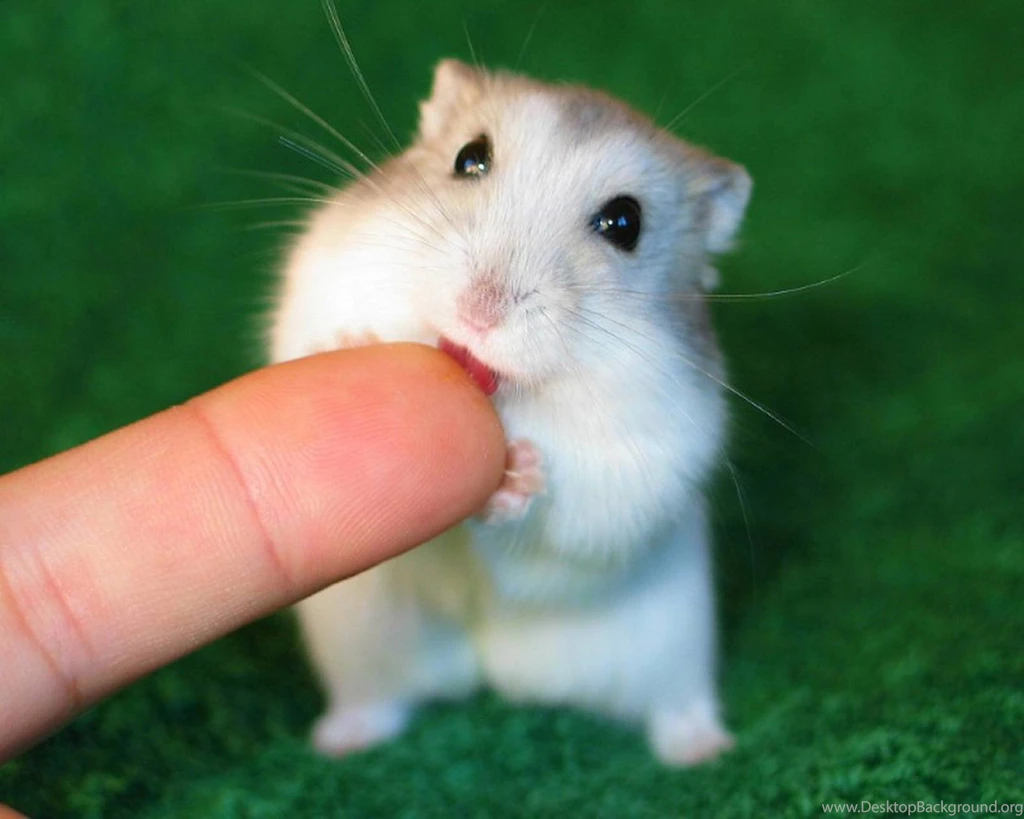 Green Animals Little Licking Tongue Hamster Wallpapers (