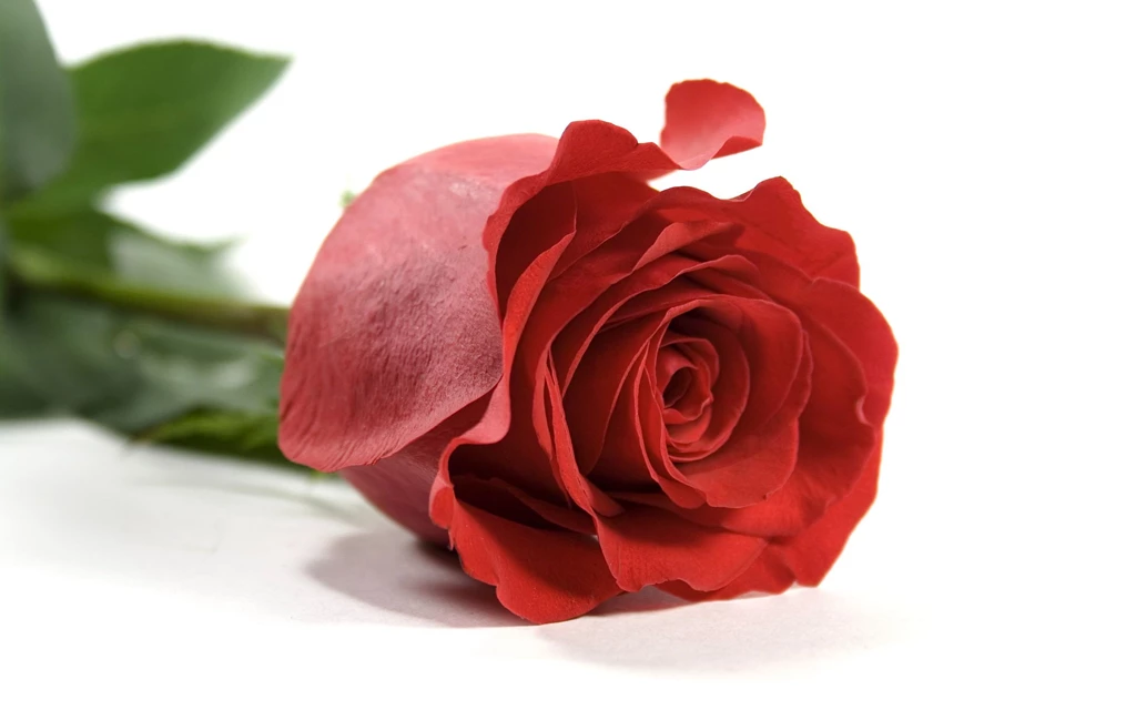 Red Rose Flowers Wallpapers Free Download HD Wallpapers And Pictures ...