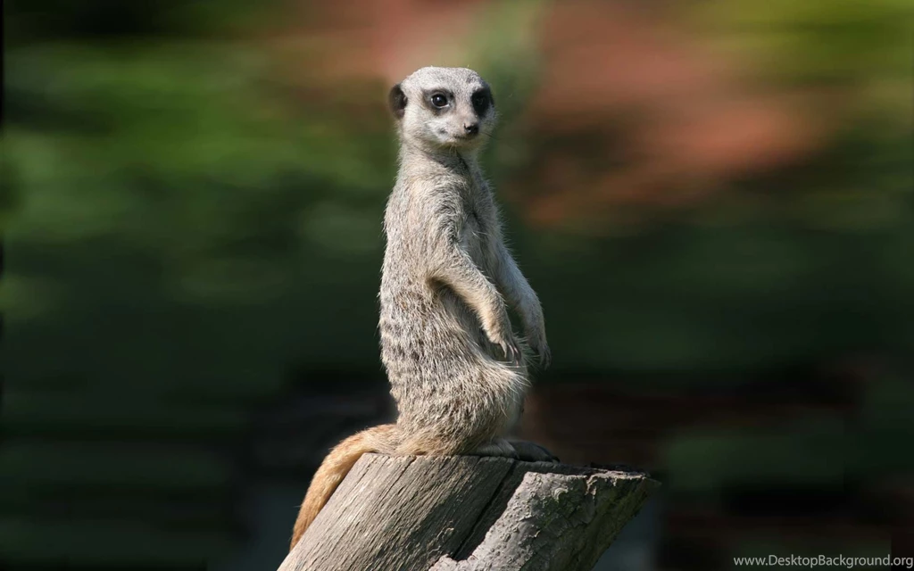 Meerkat Wallpapers 57790