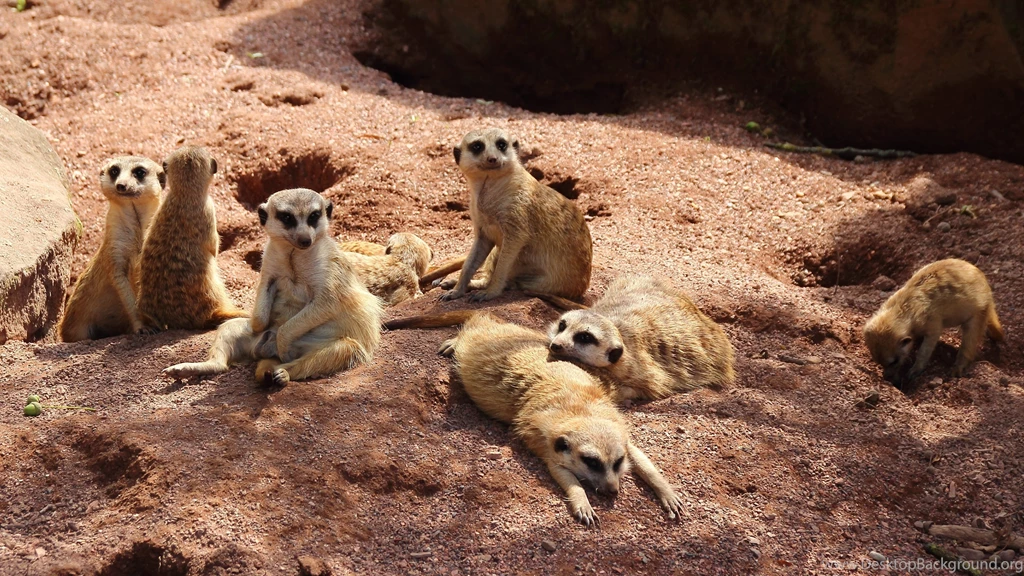Meerkats Wallpapers :: HD Wallpapers