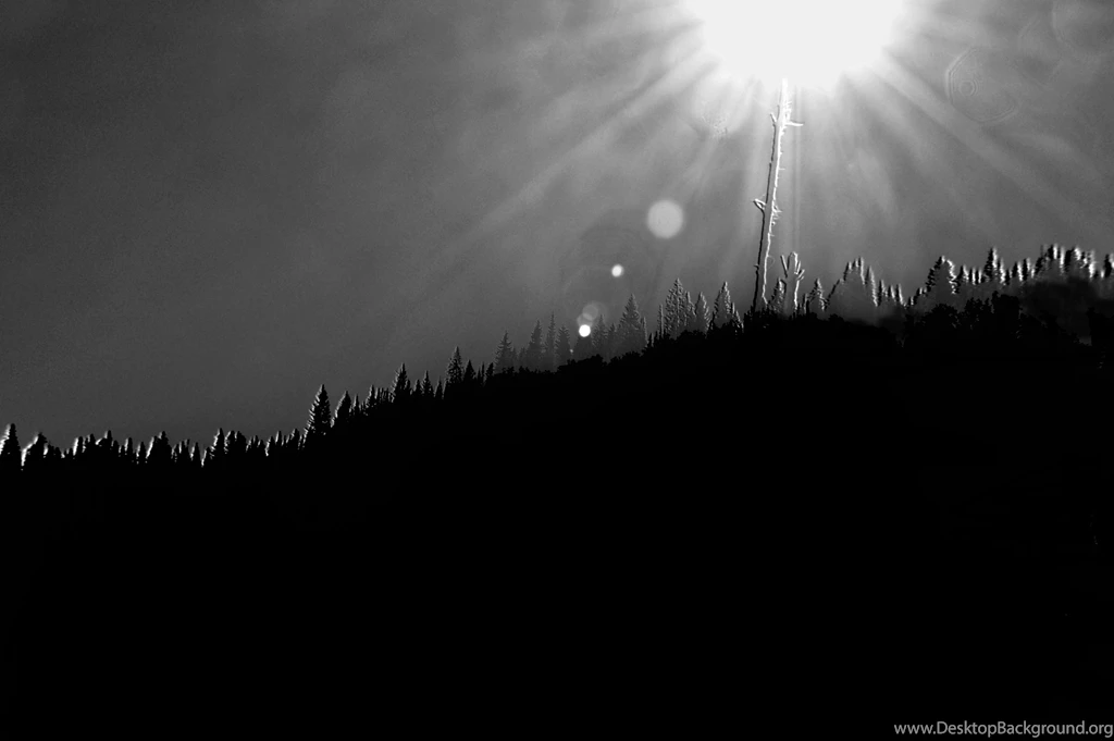 Other: Black White Sun Abstract Forest Tree Ridge Phone Wallpapers ...