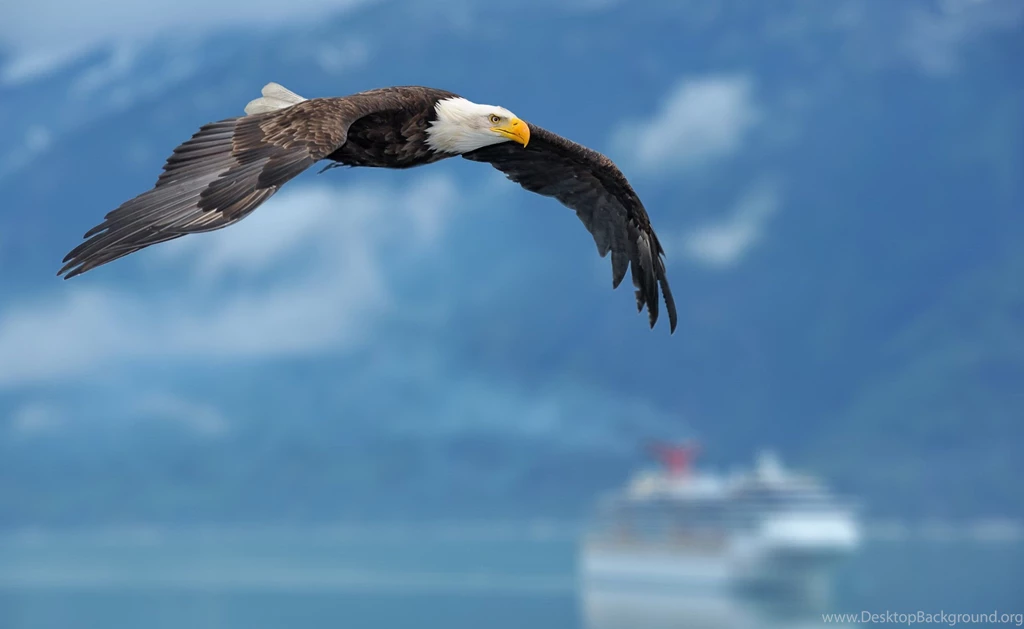 164 Bald Eagle HD Wallpapers