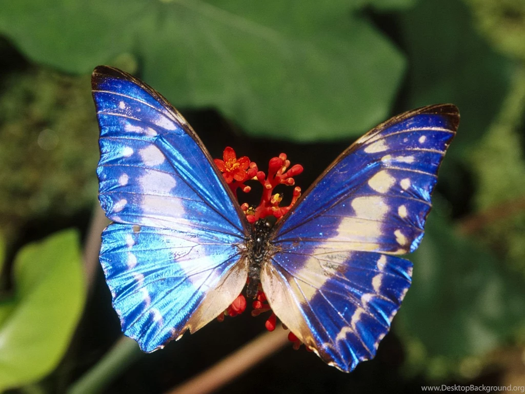 Free Wallpicz: Wallpapers Desktop Butterfly